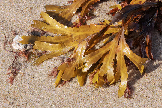Der S&auml;getang (Fucus serratus, toothed wrack) am Strand der Ostsee bei Heiligenhafen. Mit einigen kleineren Rotalgen...