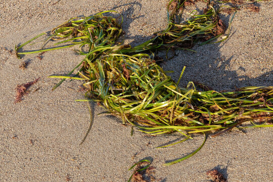 Gew&ouml;hnliches Seegras (Zostera marina, eelgrass) am Strand der Ostsee bei Heiligenhafen. Angesp&uuml;ltes Seegras wird in letzter Zeit vermehrt als Rohstoff z. B. zum D&auml;mmen oder Polstern verwendet.