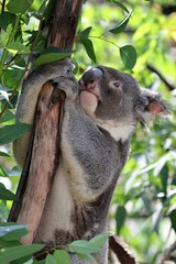 ユーカリの木に登るコアラ