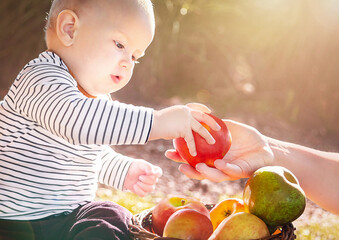Hand mother give an apple to child (baby boy) in the sunny autumn day. Kid eating healthy food,...