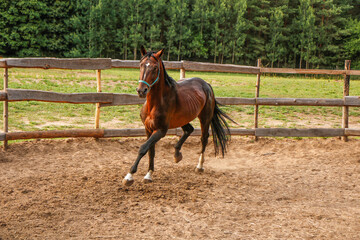 beautiful thoroughbred stallion trotting in a fenced paddock