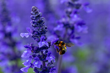 Closeup, Bee looking for pollen nectar.Bumble-bee perches on purple flower. Beautiful wild bumble bee sucking nectar from flower purple petals. Natural life cycle and ecosystem, nature travel.