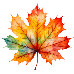 Water color red maple leaf in autumn illustration png clip art no background 