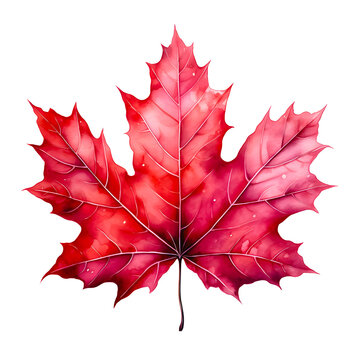 recommend clip art: Water color red maple leaf in autumn illustration png clip art no background 