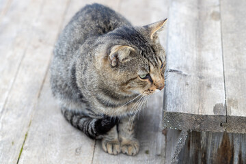 Cat sitting on the porch