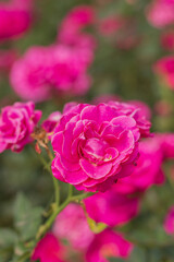 Roses flowers branch and leaves. Aesthetic floral background.