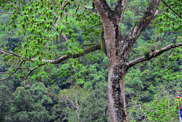 Fototapeta premium Landscape of Himalyan forest , Kalimpong West Bengal
