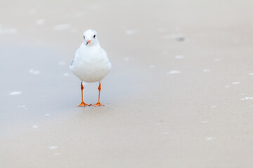 Seagull in the natural environment on the Baltic Sea.