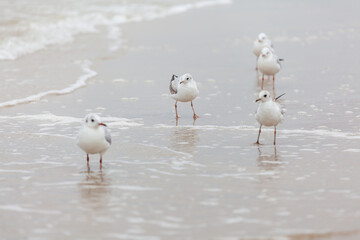 Seagull in the natural environment on the Baltic Sea.