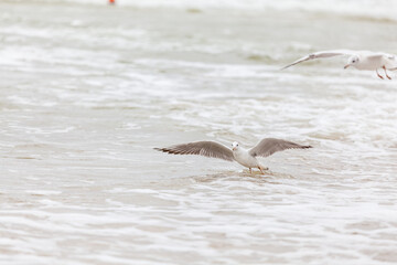 Seagull in the natural environment on the Baltic Sea.