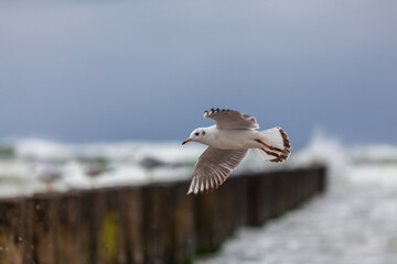 Seagull in the natural environment on the Baltic Sea.
