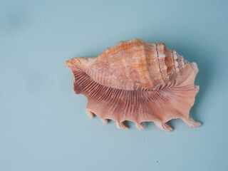Summer concept with seashells and starfish on pastel blue background. Top view, flat lay       