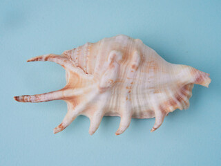 Summer concept with seashells and starfish on pastel blue background. Top view, flat lay       