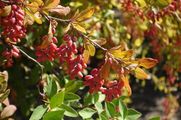 Yellow leaves and red berries of common barberry in mid September