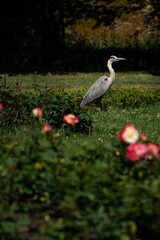 great heron standing in the park with flowers
