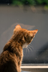 close shot of a redheaded cat sitting on a windowsill looking out the window