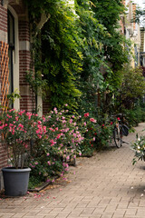 Fototapeta na wymiar A street in Amsterdami, full of pink flowers, Netherlands