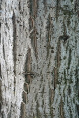 Texture of light grey bark of Persian walnut tree