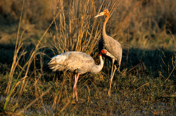 Grue antigone,.Antigone antigone , Sarus Crane, Inde