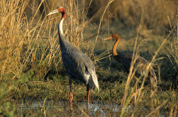 Grue antigone,.Antigone antigone , Sarus Crane, Inde