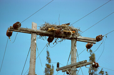 Balbuzard p&ecirc;cheur, Pandion haliaetus, Western Osprey