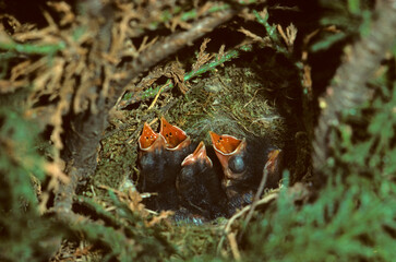 Accenteur mouchet,.Prunella modularis, Dunnock, nid, jeune