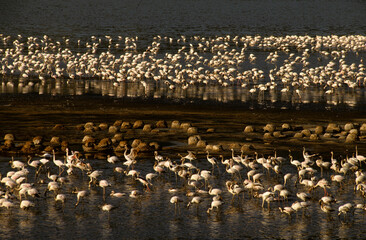 Naklejka premium Flamant nain,. Phoeniconaias minor, Lesser Flamingo, Nids, Parc national, Lac Bogoria, Kenya