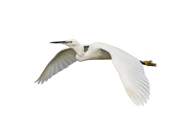 Beautiful of Egret flying isolated on transparent background png file