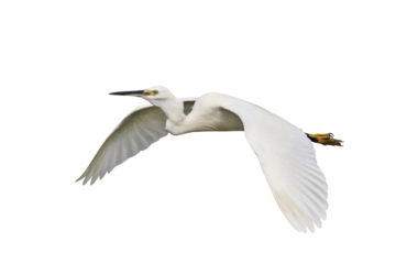 Beautiful of Egret flying isolated on transparent background png file