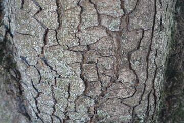 Uneven surface of dry grey bark of horse chestnut tree