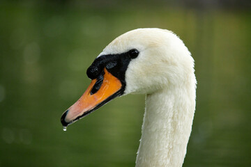 portrait of swan with a water drop