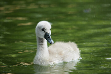 cygnet on the lake