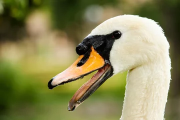 Foto op Canvas portrait of swan with it's mouth open © Tom