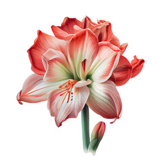 Red and white amaryllis on a white background, in the style of hyper-realistic animal illustrations, light beige and pink, light orange and light emerald on transparent background png - Generative AI