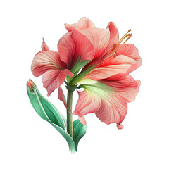 A pink Amaryllis flower on a white background, in the style of realistic watercolors, light red and emerald, tropical baroque, light red and beige isolated transparent background png - Generative AI