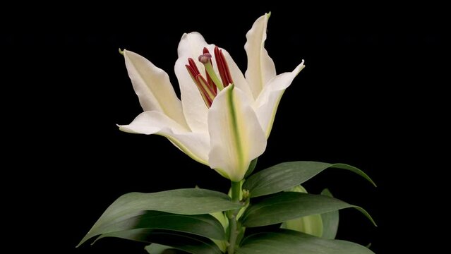 4K Time Lapse of blooming white lily flower, isolated on black background. Time-lapse of beautiful Lily flower bud opening, close up.