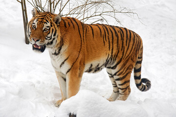 Siberian tiger - Panthera tigris altaica - obrazy, fototapety, plakaty