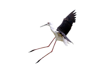 Beautiful of Pied stilt flying isolated on transparent background png file