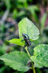 Green Beetle on a leaf