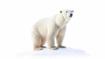 a polar bear isolated on the white background. generative ai