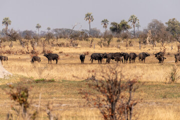 Telephoto shot of a herd of blue wildebeest - Connochaetes taurinus- standing on the Okavango...