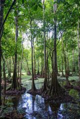 Obraz premium Tropical flooded rainforest and buttress root trees by the Kinabatangan River, Borneo, Sabah, Malaysia