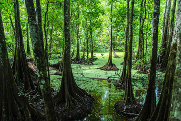 Tropical flooded rainforest and buttress root trees by the Kinabatangan River, Borneo, Sabah,...