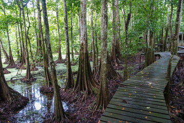 Tropical flooded rainforest and buttress root trees by the Kinabatangan River, Borneo, Sabah,...