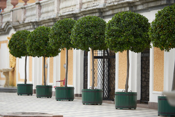Shaped oval trees in pots for landscaping the facade