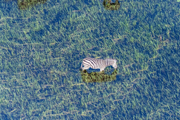 Aerial telephoto shot of a single zebra grazing in the Okavango delta wetlands in Botswana.
