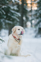 Golden Retriever gnaws on a twig in cold winter