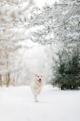 Golden Retriever gnaws on a twig in cold winter
