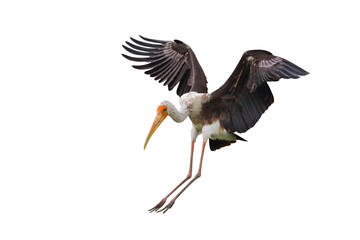 Painted stork jumping isolated on transparent background png file