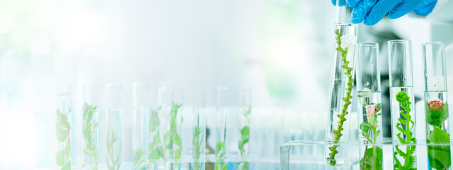 Banner of green plant laboratory backgrounds, biotechnology and ecology, botany growth in...